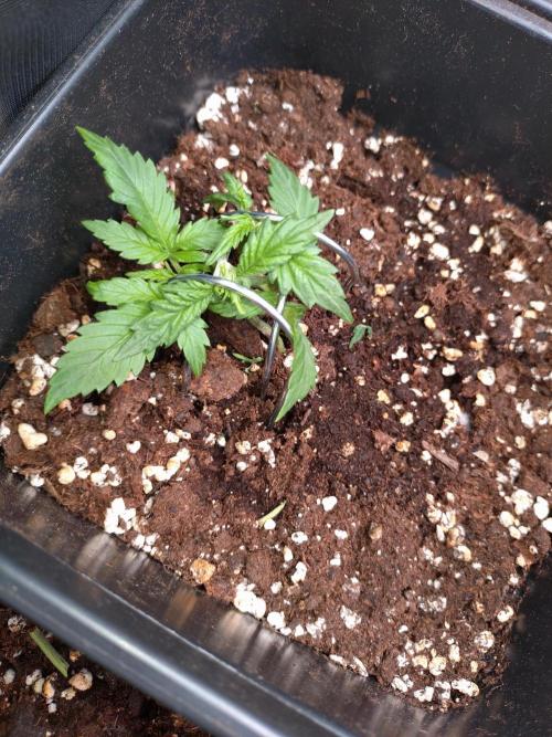 Grape Pop Rocks Auto Anesia Seeds. Week 2