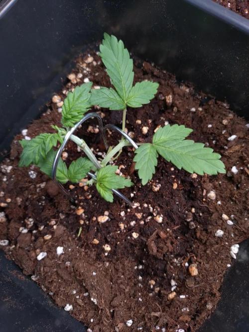 Grape Pop Rocks Auto Anesia Seeds. Week 2