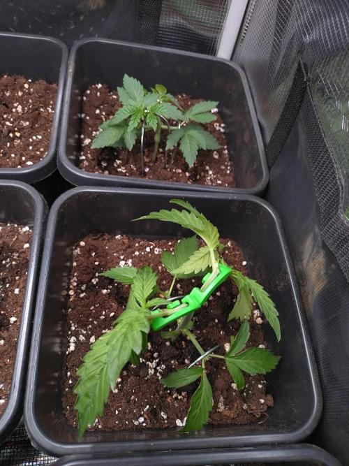 Hulkberry Auto RQS. Week 2