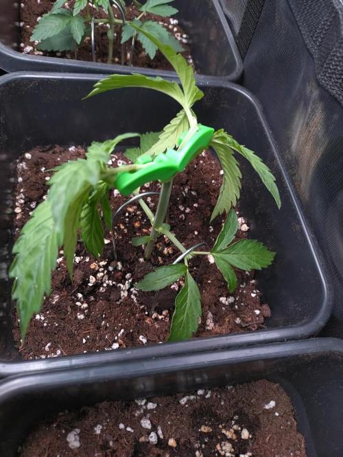 Hulkberry Auto RQS. Week 2