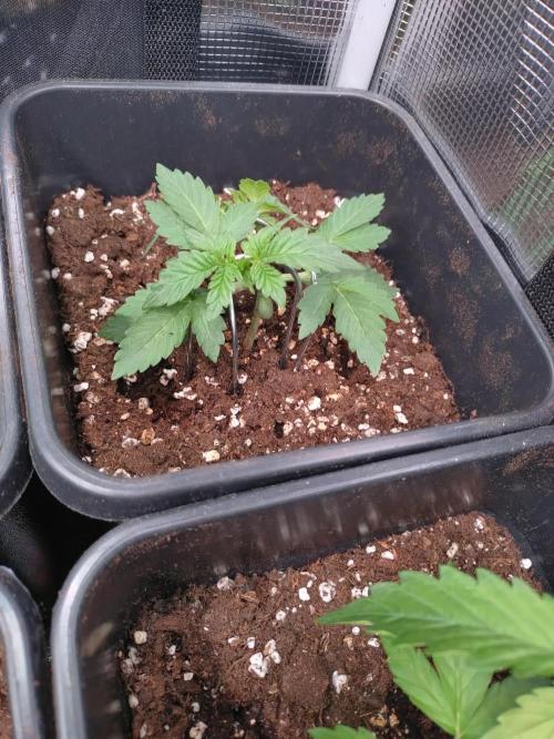 Hulkberry Auto RQS. Week 2