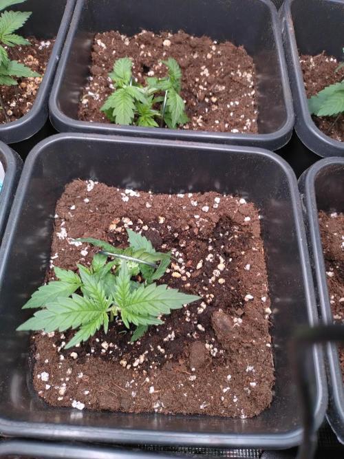 Cinderella Auto Fastbuds. Week 2