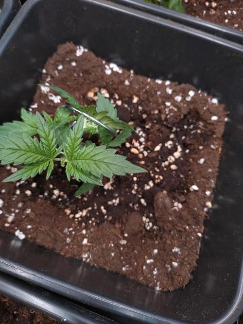 Cinderella Auto Fastbuds. Week 2