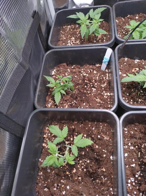 Grape Pop Rocks Auto Anesia Seeds. Week 3