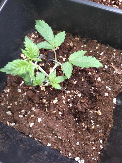 Grape Pop Rocks Auto Anesia Seeds. Week 3