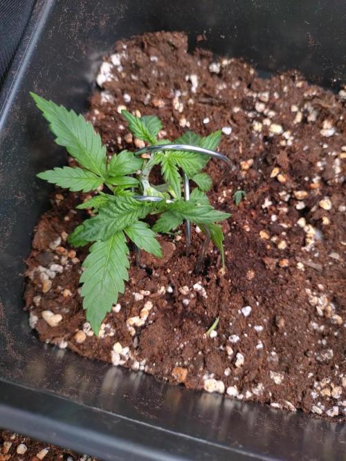 Grape Pop Rocks Auto Anesia Seeds. Week 3