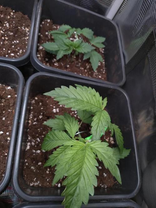 Hulkberry Auto RQS. Week 3