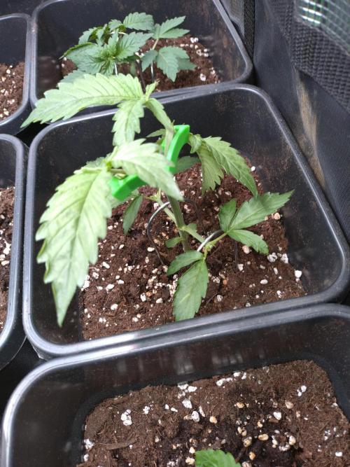 Hulkberry Auto RQS. Week 3