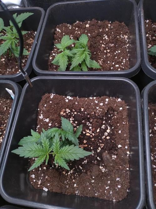 Cinderella Auto Fastbuds. Week 3