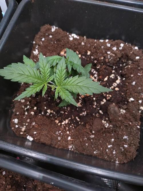 Cinderella Auto Fastbuds. Week 3