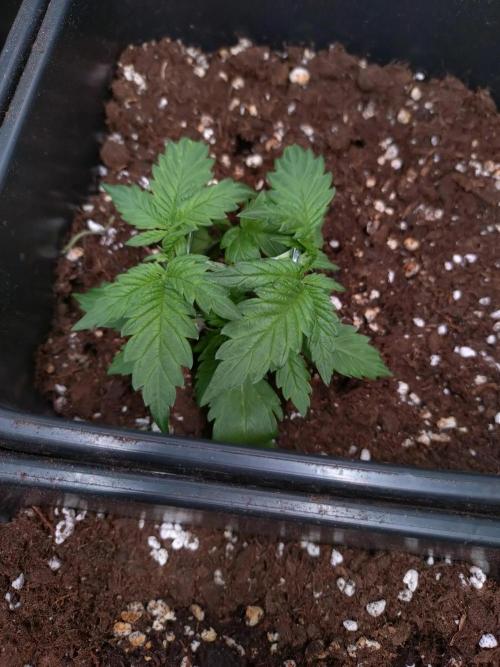 Cinderella Auto Fastbuds. Week 3