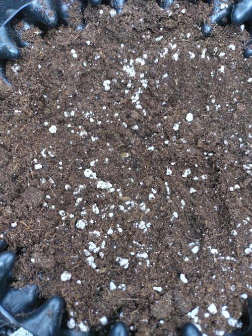 Cherry Cola RF3 Auto Fastbuds. Week 0