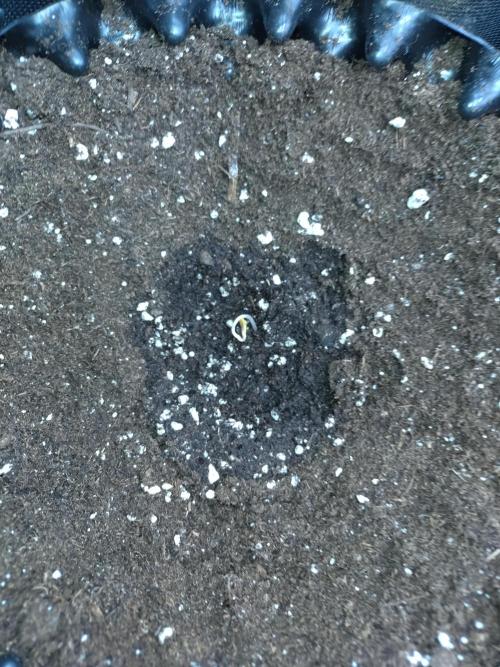 Sticky Broccoli Auto ZMA Eternity Cup'26. Week 0