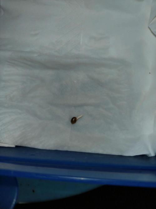 Thin Mint x Sour Pinot Auto Barneys Farm. Week 0