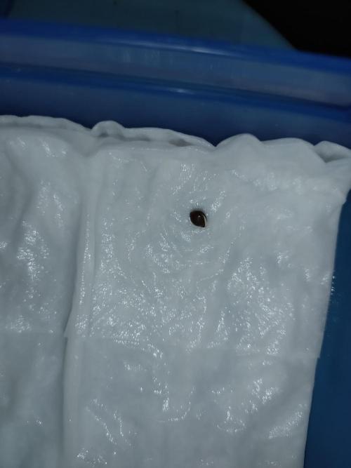 Frosted Zinn x Cookie Dog Eternity Cup26. Week 0