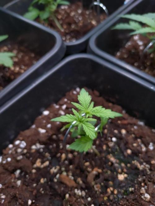 Strawberry Cheesecake Auto Barneys Farm. Week 3