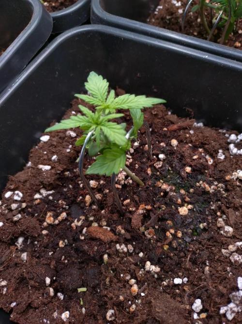 Strawberry Cheesecake Auto Barneys Farm. Week 3