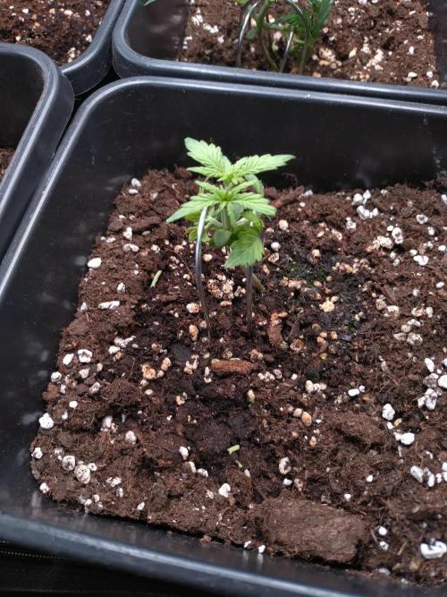 Strawberry Cheesecake Auto Barneys Farm. Week 3