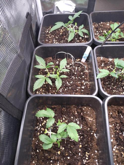 Grape Pop Rocks Auto Anesia Seeds. Week 3