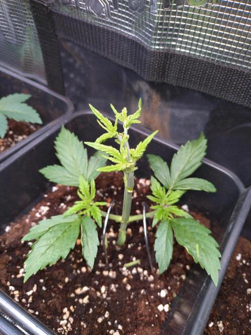 Hulkberry Auto RQS. Week 3