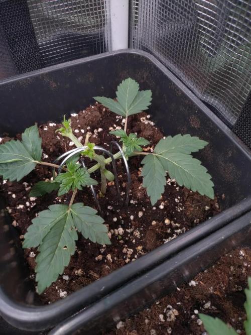 Hulkberry Auto RQS. Week 3