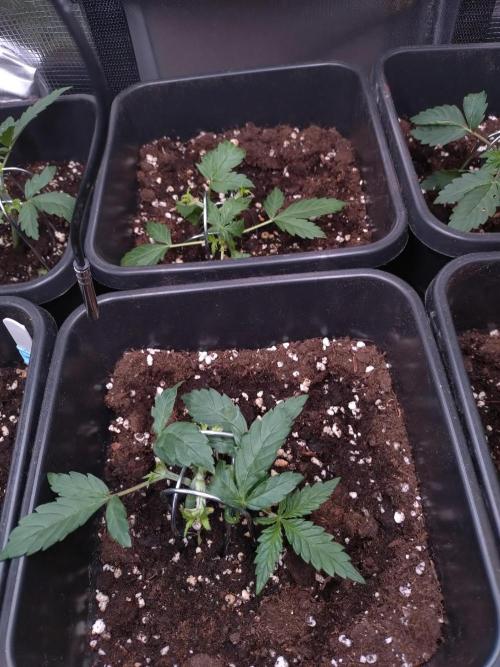 Cinderella Auto Fastbuds. Week 3