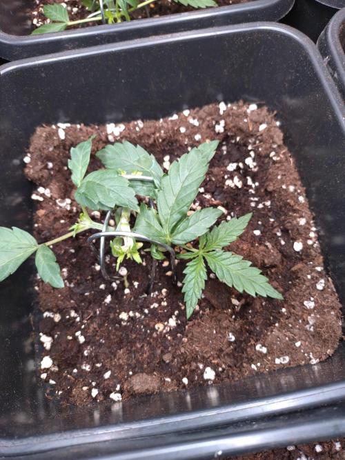 Cinderella Auto Fastbuds. Week 3