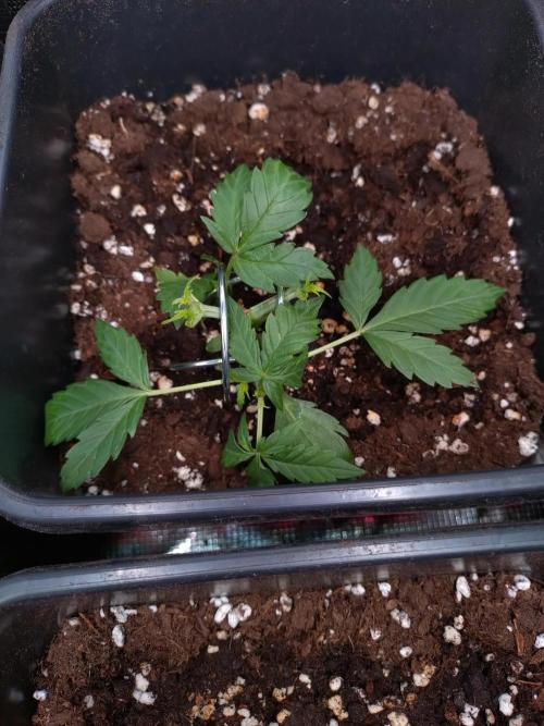 Cinderella Auto Fastbuds. Week 3