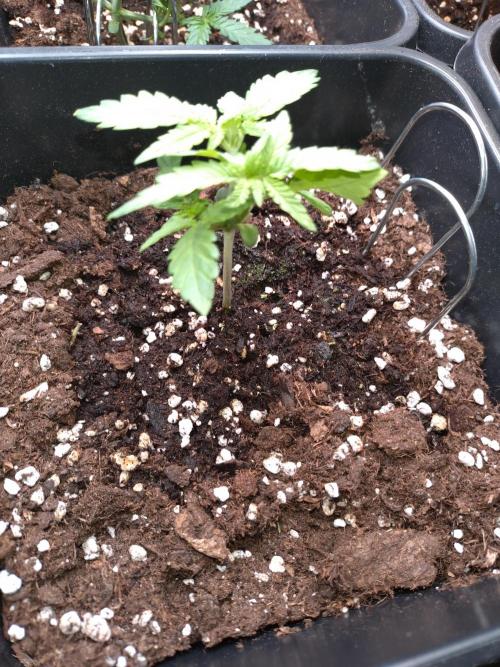 Strawberry Cheesecake Auto Barneys Farm. Week 3