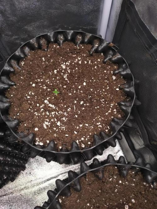 Cherry Cola RF3 Auto Fastbuds. Week 1