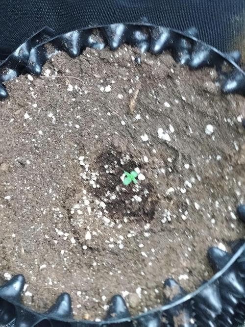 Sticky Broccoli Auto ZMA Eternity Cup'26. Week 1