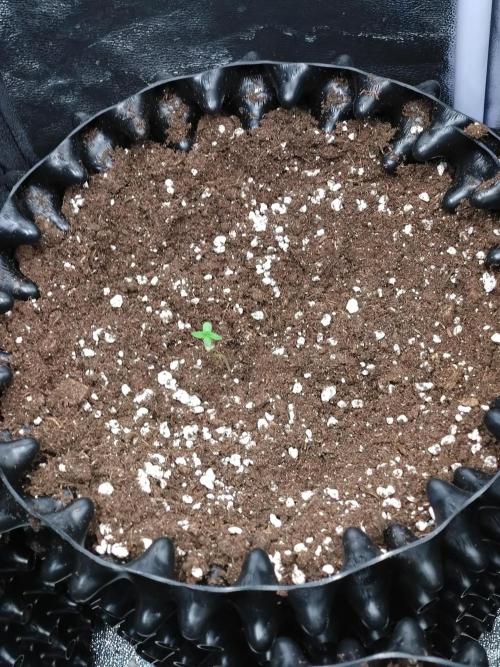 Cherry Cola RF3 Auto Fastbuds. Week 1