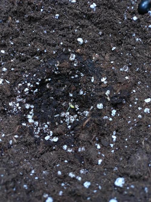 Thin Mint x Sour Pinot Auto Barneys Farm. Week 0