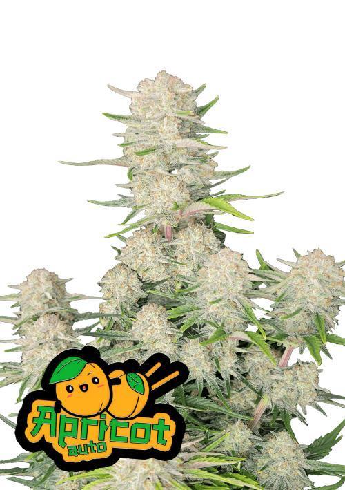 Apricot Auto Fastbuds. Week 0