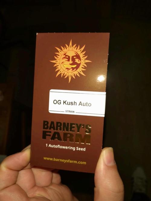 OG Kush Auto Barneys Farm. Week 0