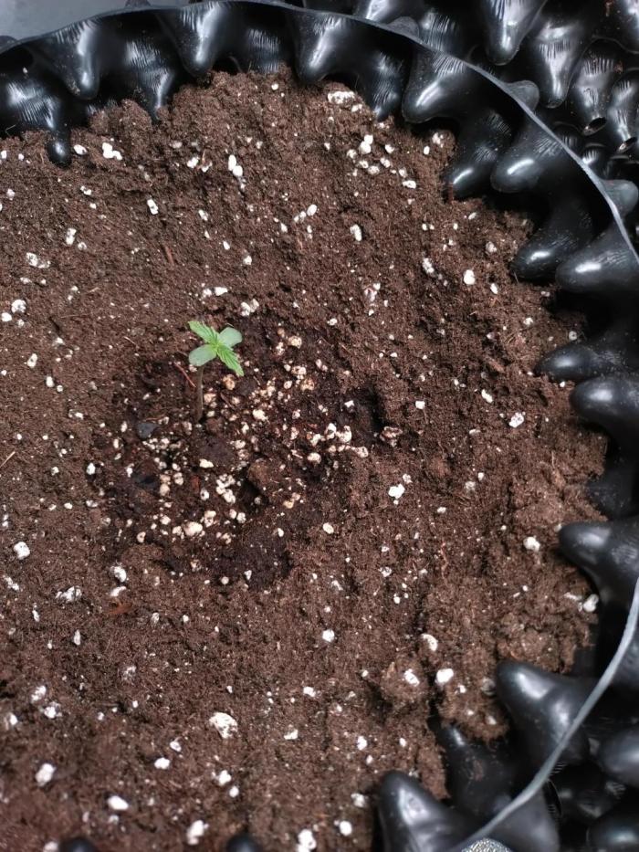 Purplematic CBD Royal Queen Seeds. Week 1