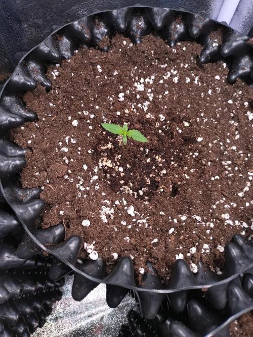 Cherry Cola RF3 Auto Fastbuds. Week 1