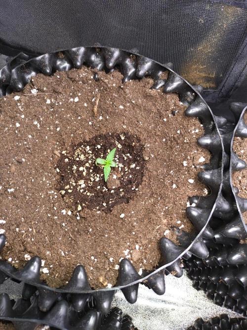 Sticky Broccoli Auto ZMA Eternity Cup'26. Week 1