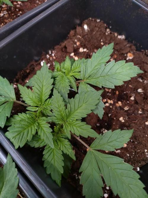 Cinderella Auto Fastbuds. Week 4