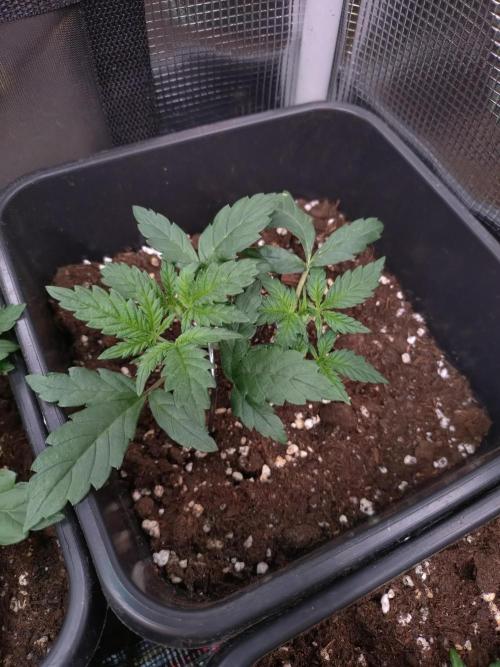 Cinderella Auto Fastbuds. Week 4