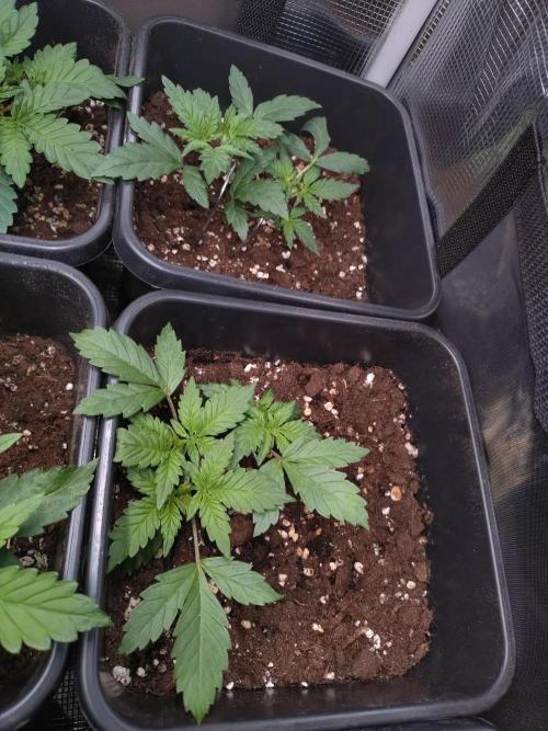 Cinderella Auto Fastbuds. Week 4