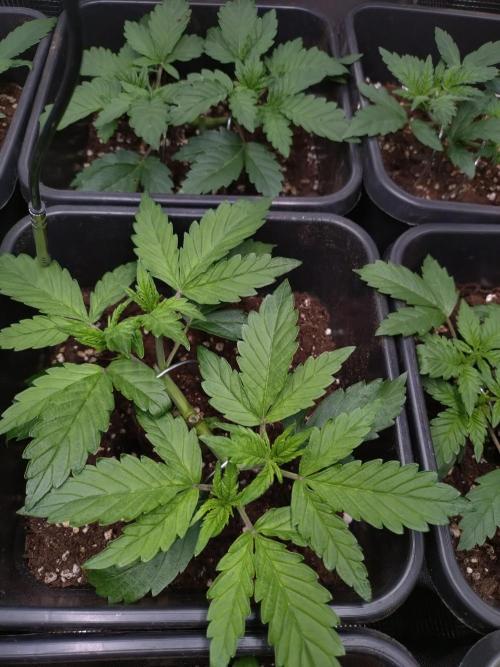 Hulkberry Auto RQS. Week 4