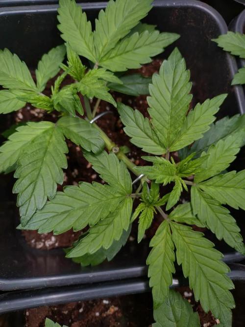 Hulkberry Auto RQS. Week 4