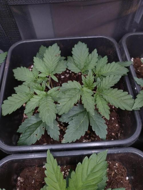 Hulkberry Auto RQS. Week 4