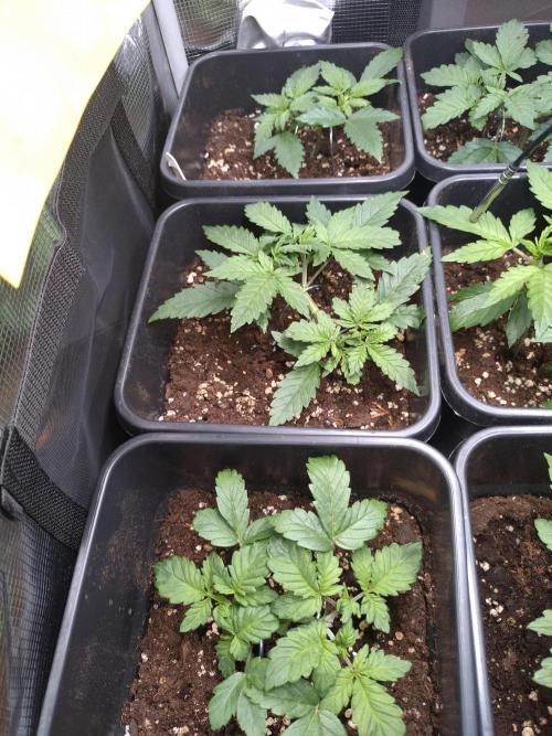 Grape Pop Rocks Auto Anesia Seeds. Week 4