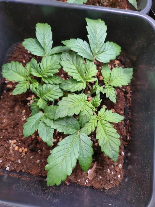 Grape Pop Rocks Auto Anesia Seeds. Week 4