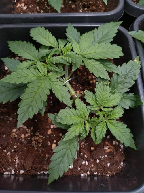 Grape Pop Rocks Auto Anesia Seeds. Week 4