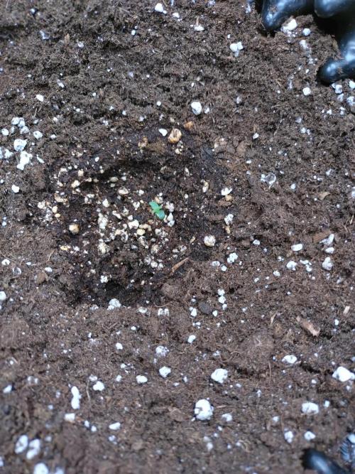 Thin Mint x Sour Pinot Auto Barneys Farm. Week 0