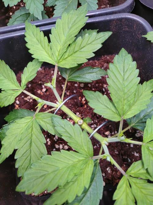 Hulkberry Auto RQS. Week 4