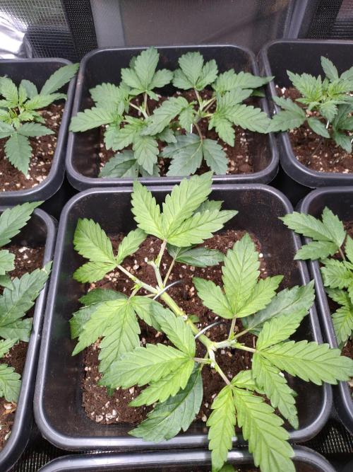 Hulkberry Auto RQS. Week 4